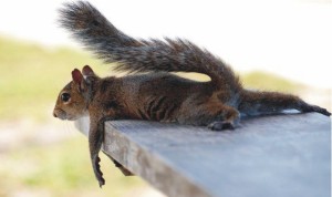 Squirrel and relax